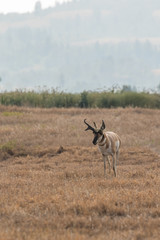 Naklejka na ściany i meble Pronghorn Antelope buck