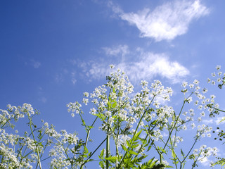 wild flowers