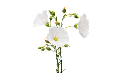 White flax flower