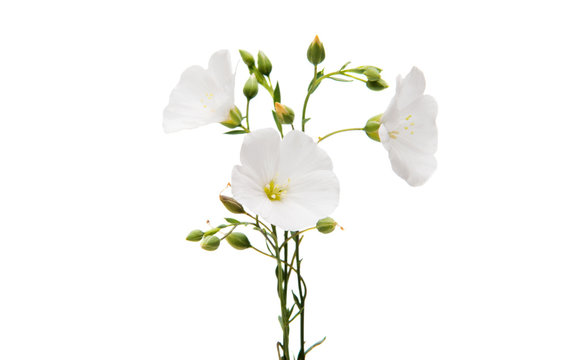 รูปภาพLinum – เลือกดูภาพถ่ายสต็อก เวกเตอร์ และวิดีโอ36,295 | Adobe Stock