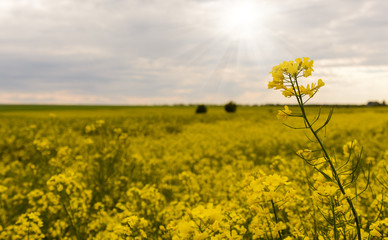 Obraz premium Canola field closeup with a blurred blue sea as background.