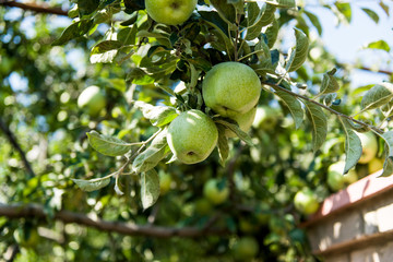 Green apples grow on apple tree branch with leaves under sunlight close-up