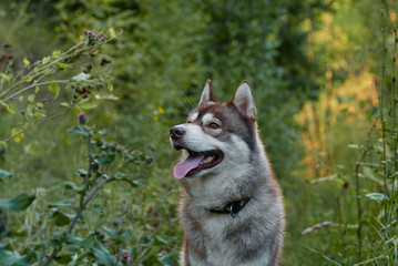 Husky summer portrait