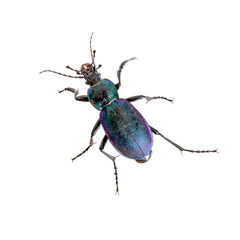 Violet ground beetle, beautiful insect isolated on white. Carabus violaceus picenus.