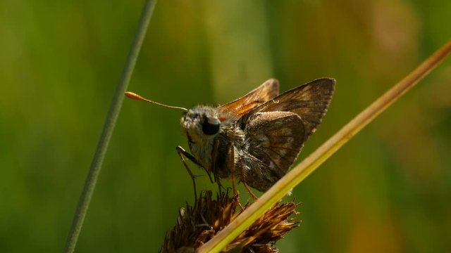 Skipper Butterfly on Plant