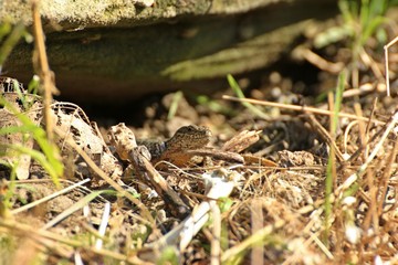 Männliche Mauereidechse (Podarcis muralis brongniardii) neben Knochen
