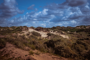 Dutch dunes