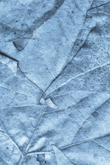 Blue Autumn Foliage Background Grunge Texture