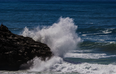 Ocean wave on a rock in front of a bird