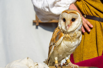 The common barn owl with heart shaped face perching on the wood branch on the background of woman wearing the medieval dress at international knight festival Tournament of St. George 