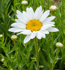 close up of big white marguerite with green background