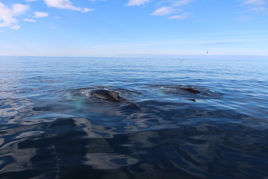 Couple de baleines