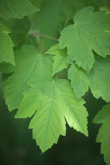 Bright green leaves of a plant on a dark background