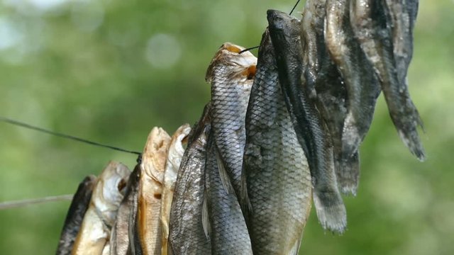 The fish is dried on a rope