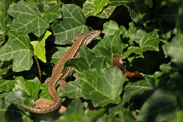 Weibliche Mauereidechse (Podarcis muralis brongniardii) 
