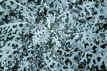 Ornamental plant with many stems. On the stem a little rough flat leaves shaped like the branch of a pine or spruce needles.