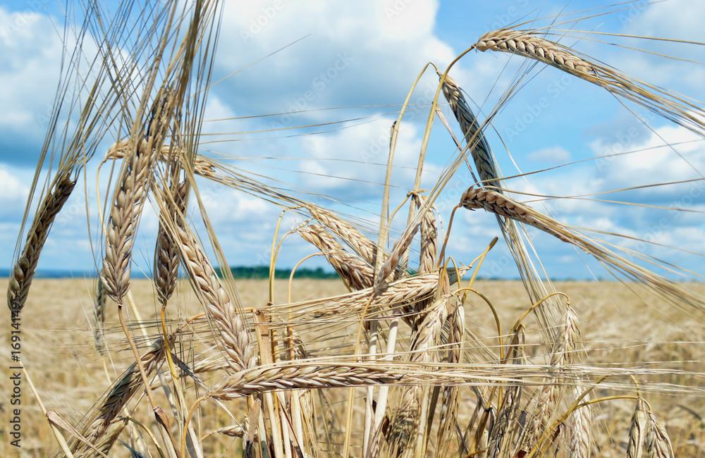 Wall mural rye grow oats clouds gold barley golden food farming cereal gold blue yellow rural plant nature harv