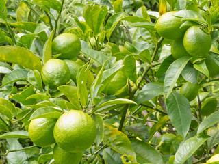 Closeup of still green lemon fruits on tree
