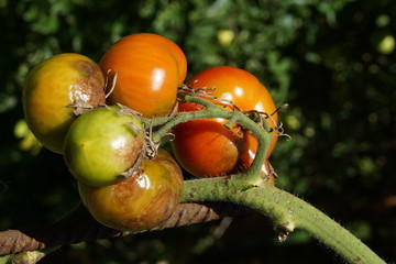 Kraut- und Braunfäule (Phytophthora infestans) an Tomaten