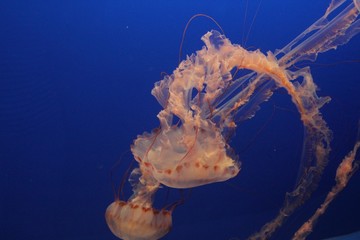 Jelly fish 