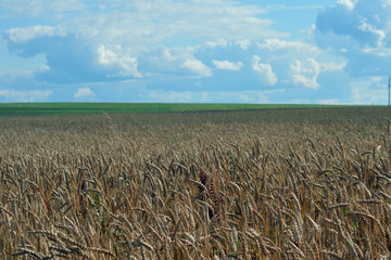 Naklejka premium rye grow oats clouds gold barley golden food farming cereal gold blue yellow rural plant nature harvest corn grain field wheat agriculture sky crop farm landscape summer 