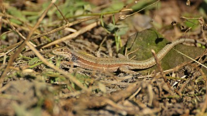 Weibliche Mauereidechse (Podarcis muralis brongniardii) mit Zecke

