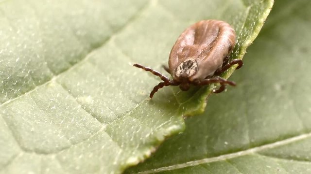 The tick crawls along the green leaf
