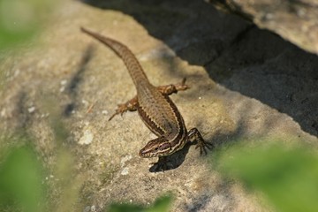 Weibliche Mauereidechse (Podarcis muralis brongniardii) 
