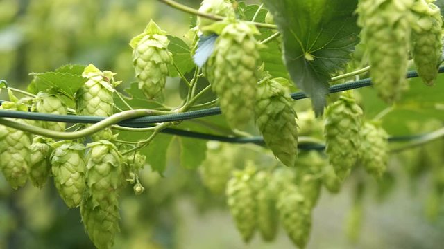 Summer hops garden ready for beer brewing.