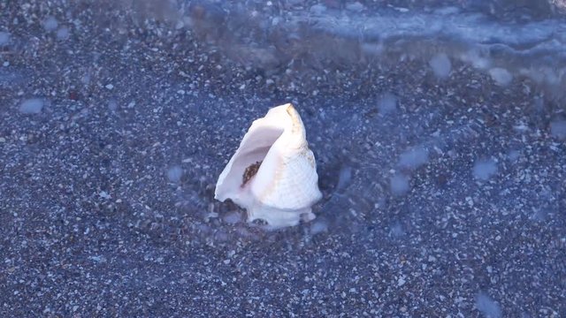 The large white sea shell on the sandy beach