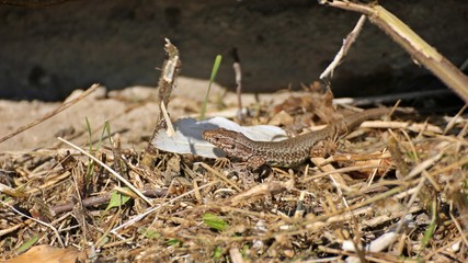 Männliche Mauereidechse (Podarcis muralis brongniardii) 
