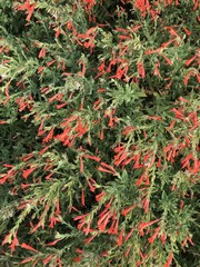 red flowered brittlebrush bush