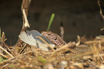 Männliche Mauereidechse (Podarcis muralis brongniardii) 

