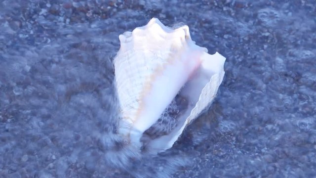 The large white sea shell on the sandy beach