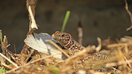 Männliche Mauereidechse (Podarcis muralis brongniardii) 

