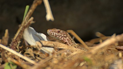 Männliche Mauereidechse (Podarcis muralis brongniardii) 
