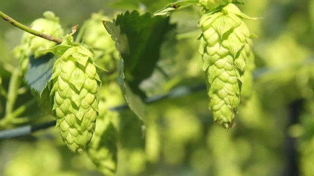Summer hops garden ready for beer brewing.