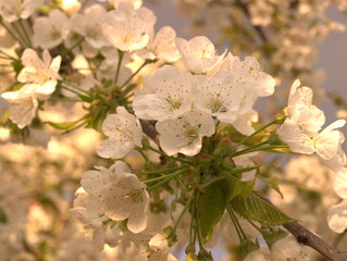 Blüten einer werdenden Kirsche