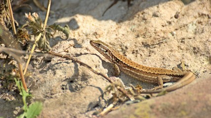 Weibliche Mauereidechse (Podarcis muralis brongniardii) 

