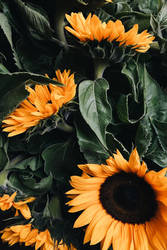 Sunflowers