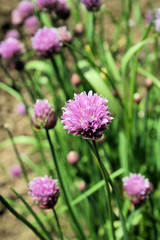 Chive Bloom