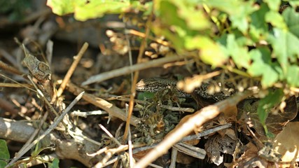 Männliche Mauereidechse (Podarcis muralis brongniardii) 

