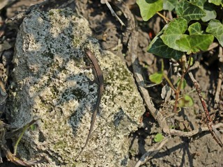 Weibliche Mauereidechse (Podarcis muralis brongniardii) 