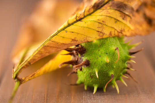 Fresh chestnuts with spikes on wooden background. Autumn colors.