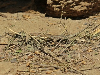 Männliche Mauereidechse (Podarcis muralis brongniardii) frisst Schmetterlingspuppe
