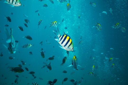 Fototapeta Sergeant fish