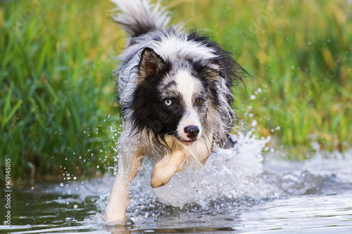 "Hund springt ins Wasser" Stockfotos und lizenzfreie Bilder auf Fotolia