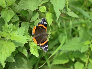 Admiral ((Vanessa atalanta) auf Brennnessel 

