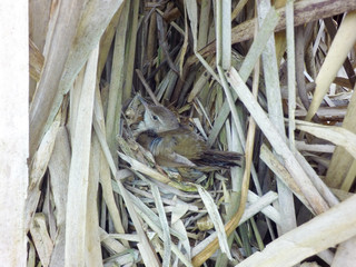Locustella luscinioides. The nest of the Savi's Warbler in nature.