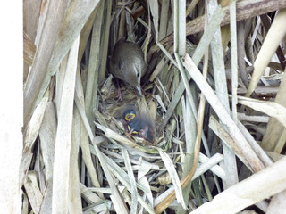 Locustella luscinioides. The nest of the Savi's Warbler in nature.